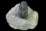 Austerops Trilobite - Excellent Specimen #138956-1